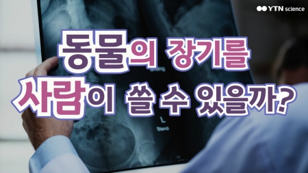 동물의 장기를 사람이 쓸 수 있을까?