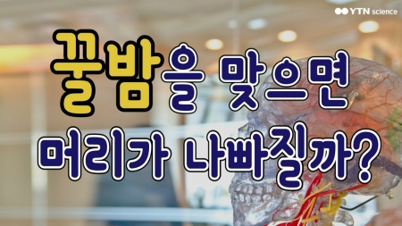꿀밤을 맞으면 머리가 나빠질까?