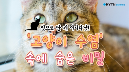 멋으로 단 게 아니다냥! '고양이 수염' 속에 숨은 비밀