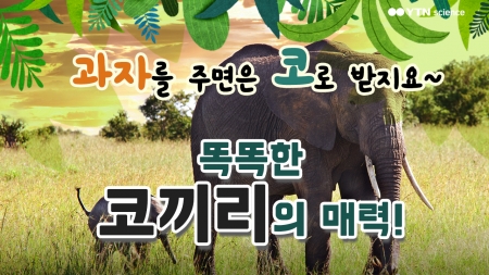 과자를 주면은 코로 받지요~ 똑똑한 코끼리의 매력!