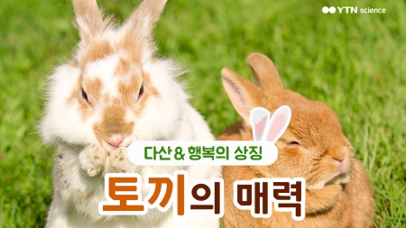 다산과 행복의 상징, ‘토끼’의 매력