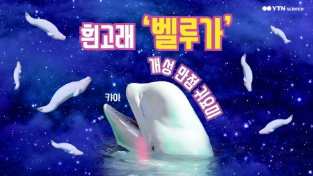 개성 만점 귀요미 흰고래 '벨루가'