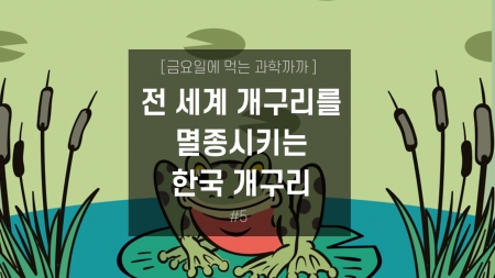 전 세계 개구리를 멸종시키는 한국 개구리?