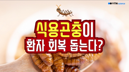 식용곤충이 환자 회복 돕는다?