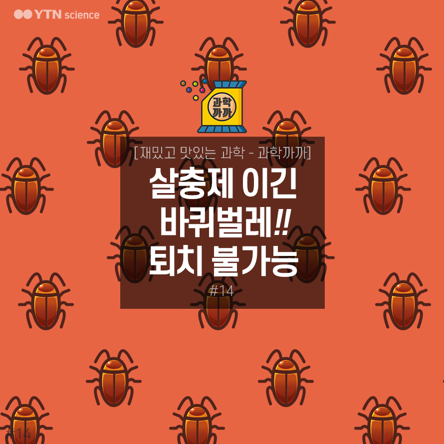 살충제 이긴 바퀴벌레! 이제는 퇴치 불가능