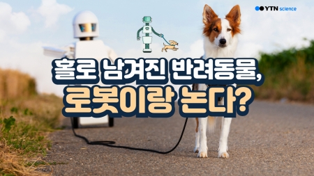 홀로 남겨진 반려동물, 로봇이랑 논다?