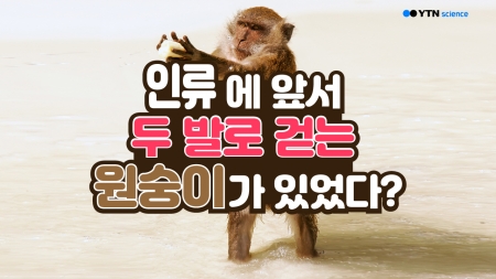 인류에 앞서 두 발로 걷는 원숭이가 있었다?