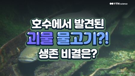 호수에서 발견된 괴물 물고기?! 생존 비결은?