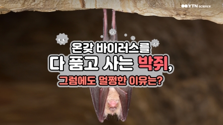 온갖 바이러스를 다 품고 사는 박쥐, 그럼에도 멀쩡한 이유는?