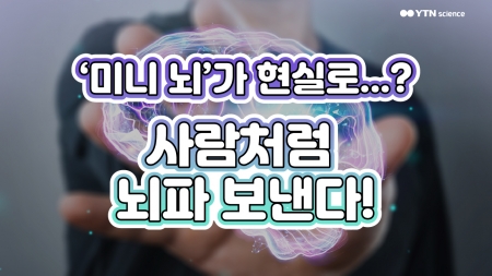 ‘미니 뇌’가 현실로...? 사람처럼 뇌파 보낸다!