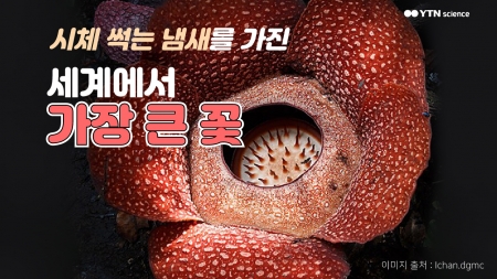 시체 썩는 냄새를 가진 세계에서 가장 큰 꽃