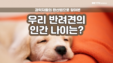 과학자들의 환산법으로 알아본 우리 반려견의 인간 나이는?