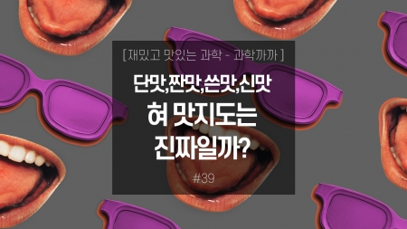 단맛,짠맛,쓴맛,신맛! 혀 맛지도는 진짜일까?