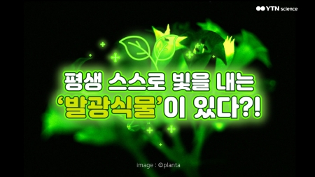 평생 스스로 빛을 내는 '발광식물'이 있다?!