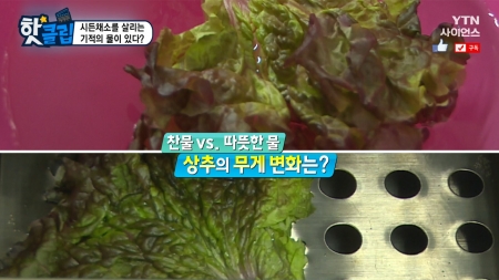 시든 채소를 살리는 기적의 물이 있다