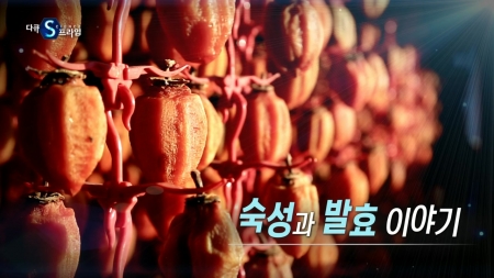 숙성과 발효이야기