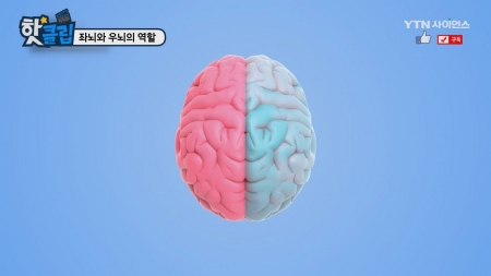 좌뇌와 우뇌의 역할