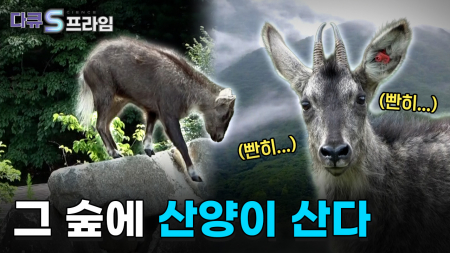 산양을 복원하는 사람들 