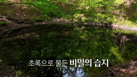신비로운 산책 월영습지 2부