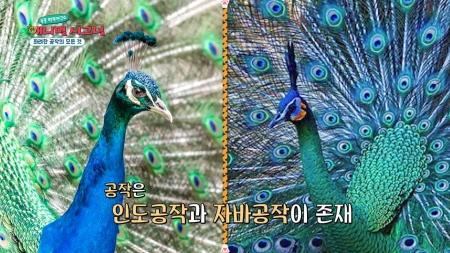 [시크릿 주주] 화려한 깃털, 우아한 자태가 인상적인 공작의 특급 시크릿