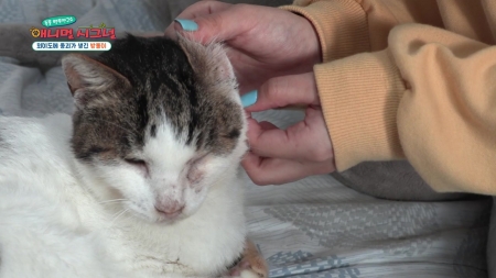 [펫닥터] 귓속 염증으로 고통받는 고양이, 밤톨이
