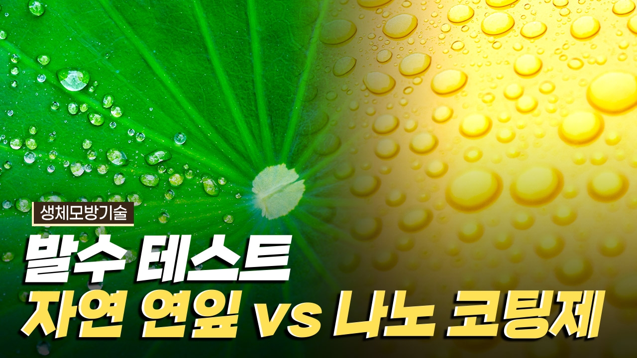 자연 모방의 대표적인 소재, 연잎