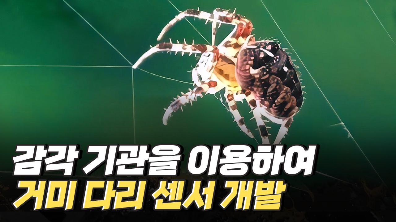 거미줄 섬유, 점탄성패드 - 거미를 모사한 생체 모방 기술