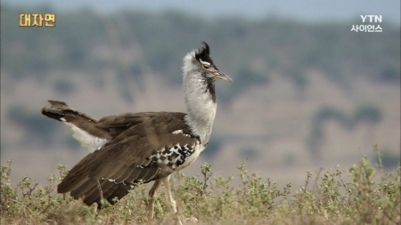 대자연_12회 날지 않는 새들의 땅 아프리카 사바나 