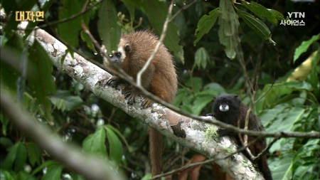대자연_14회 아마존 희귀원숭이들의 아름다운 동맹