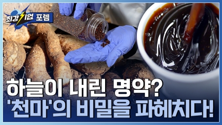 하늘이 내린 보물! 천마 건강식품 개발 기업 